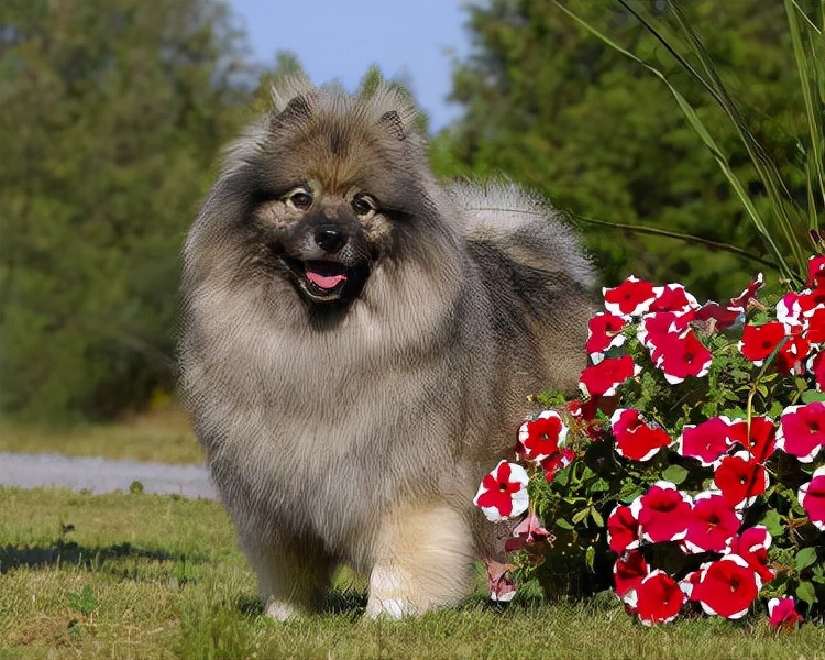 世界犬种智商排名榜前 30 名的聪明狗狗