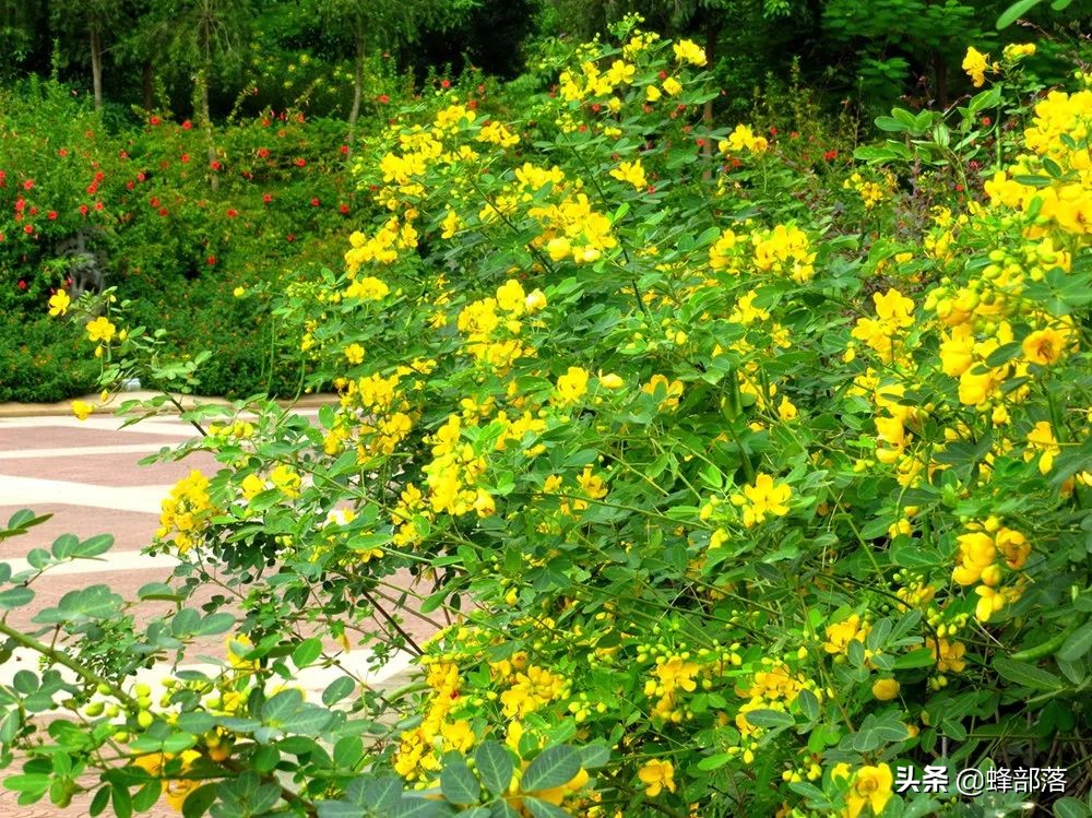 农村种植药材（农村药材种植项目选择推荐）