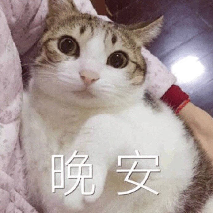 猫咪说晚安表情包