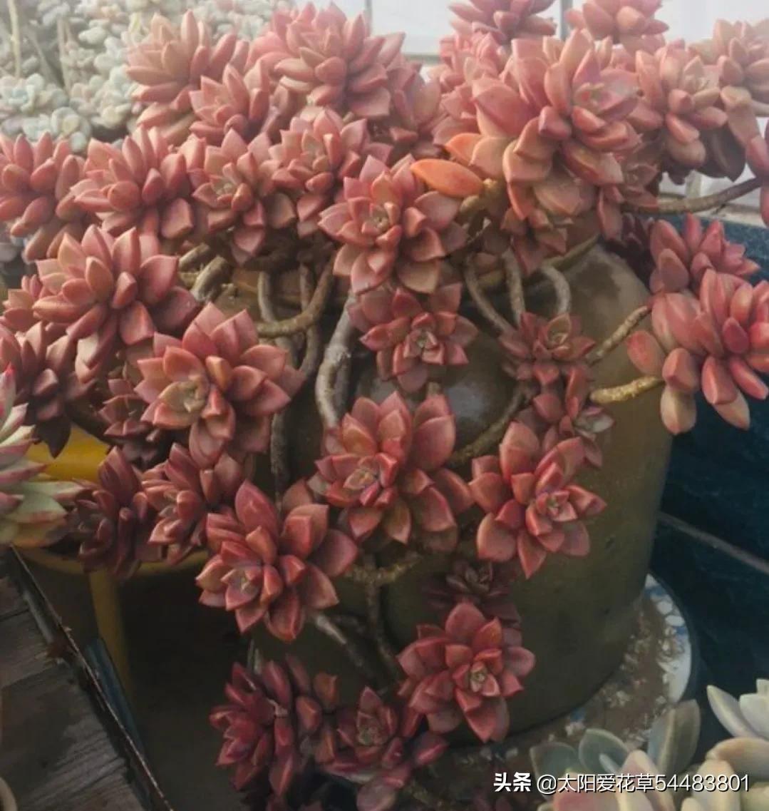 9种口碑非常好的多肉，易养护，出状态又仙又美