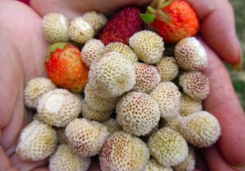原来是山里的"白草莓"成熟了,他们都是去采摘野生"白草莓"的
