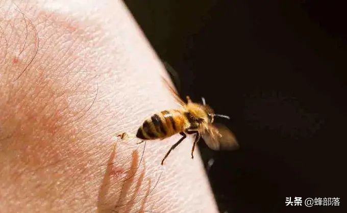 同是野生蜂类，为啥马蜂攻击性强，蜜蜂却很温驯？蜜蜂与人更亲？