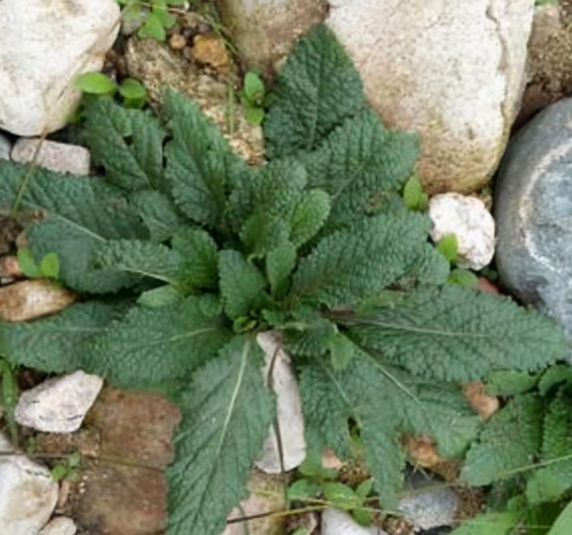 山坡上一种"疙瘩草",农民见到就拔,不知是珍贵"止咳药"