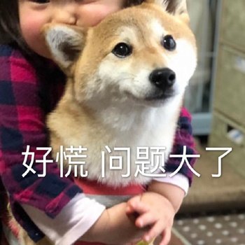 柴犬表情包合集