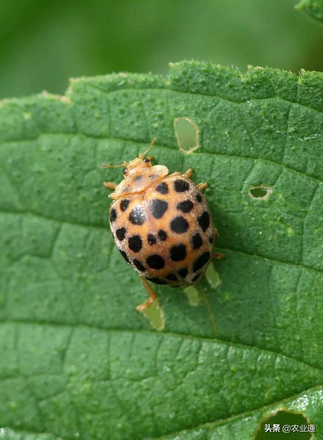 七星瓢虫是益虫还是害虫（详解瓢虫种类和利害）