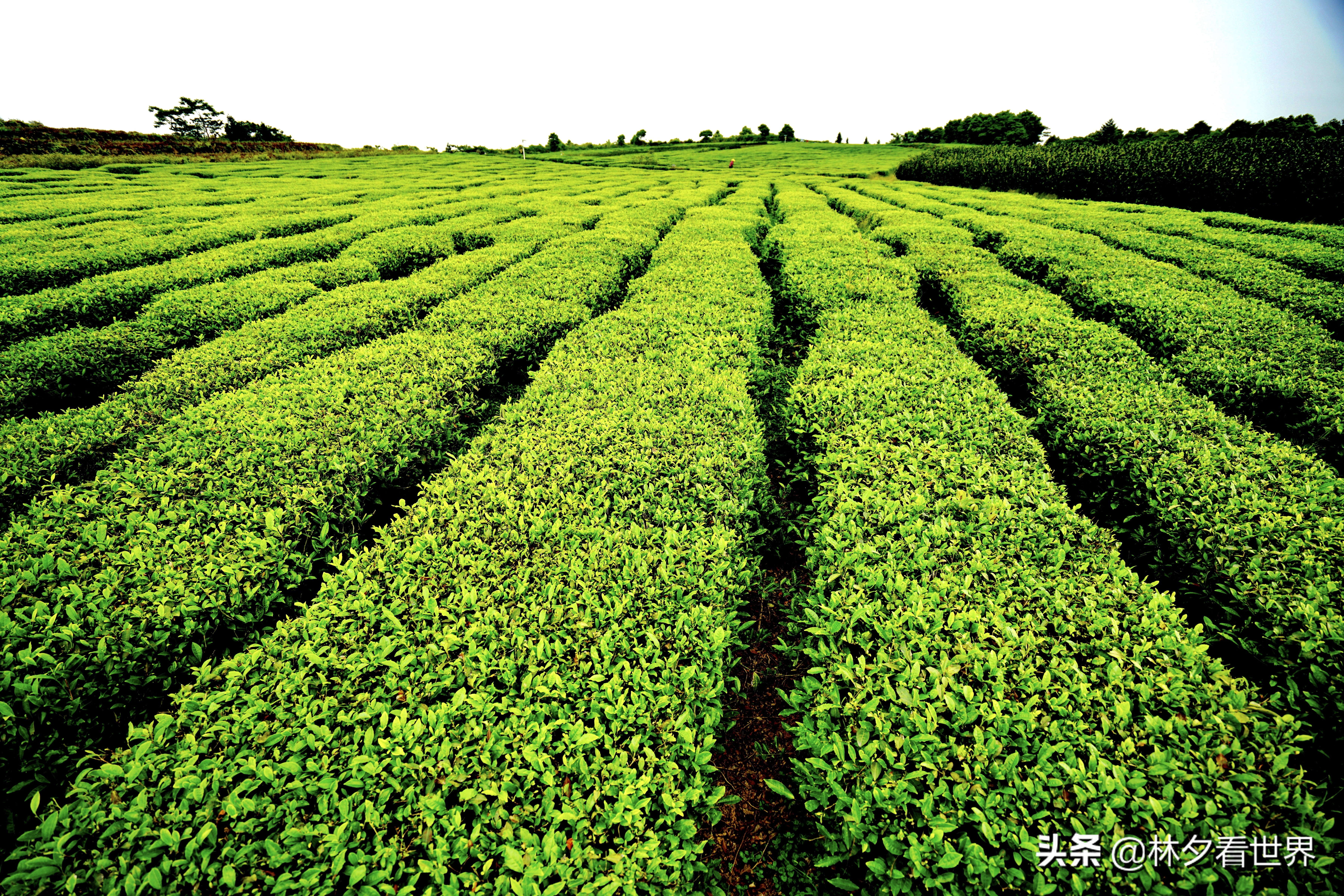 温州哪里好玩景点排名（温州市最好玩的6个景点）