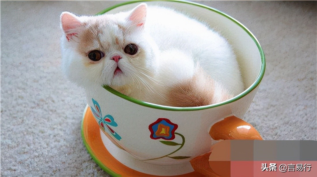 1元茶杯猫寿命图片