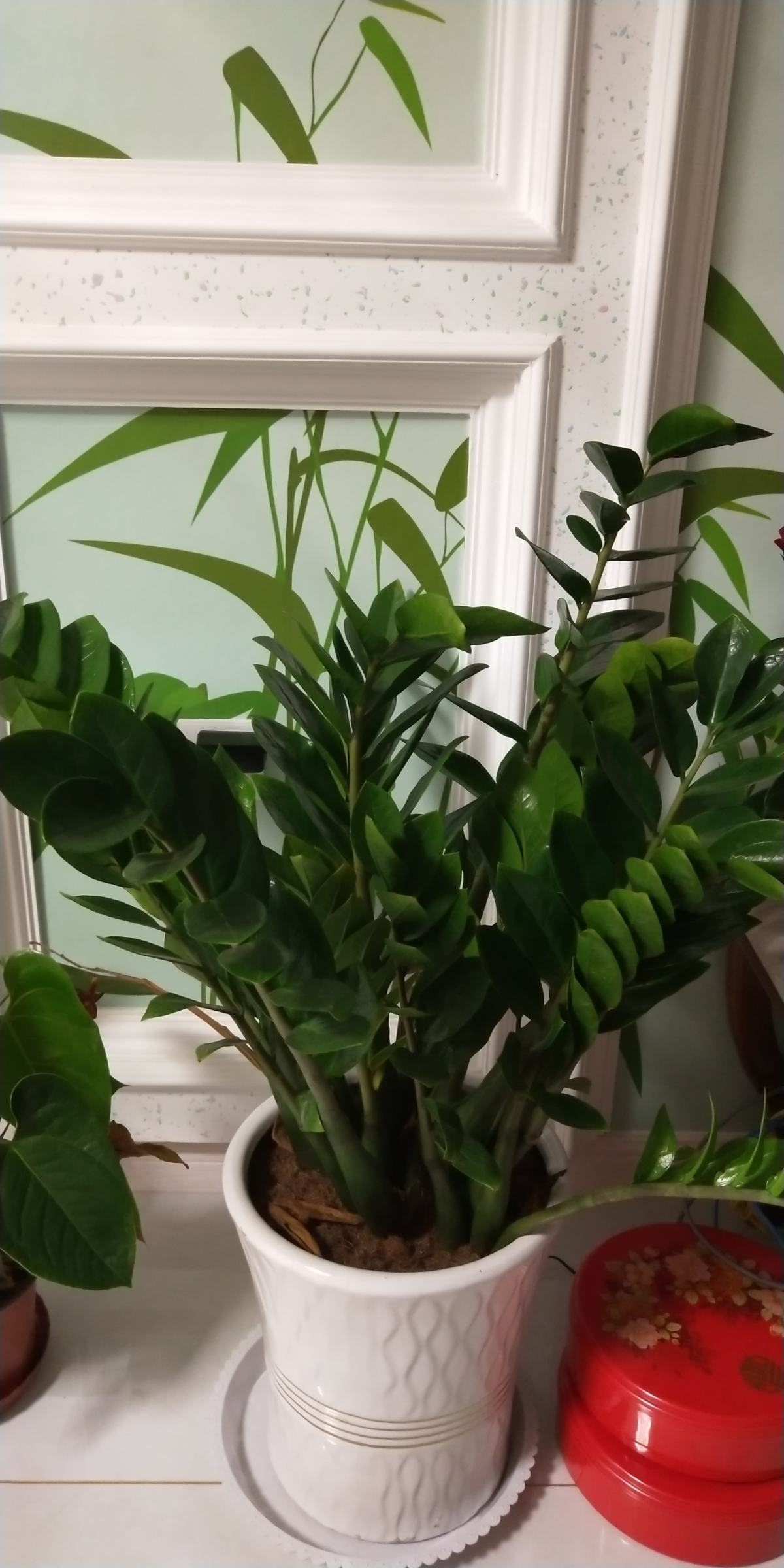 钱串子的养殖方法(4个口诀养护好钱串子)