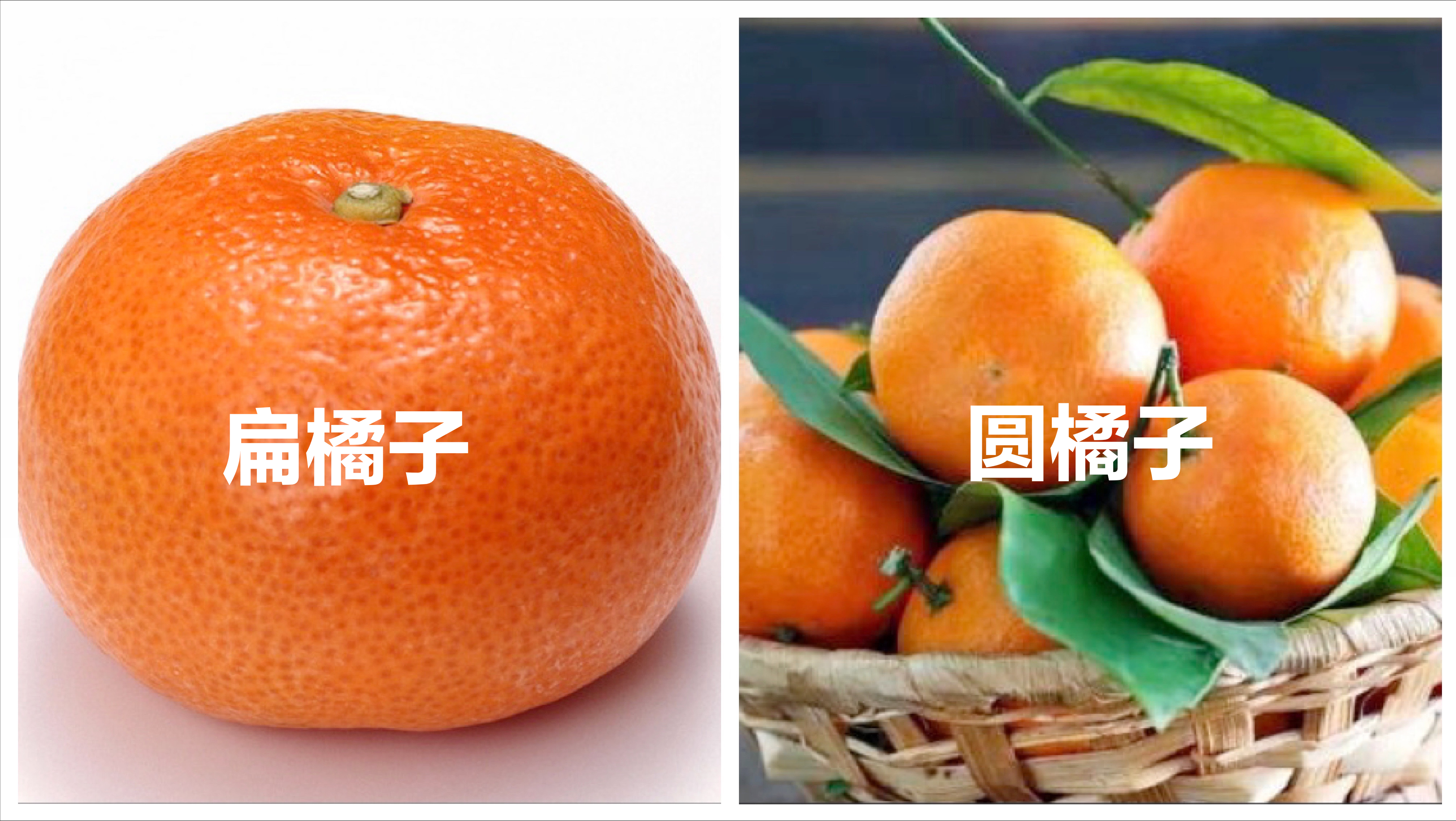 买橘子，“圆的”和“扁的”区别很大，记住3点，挑到好吃的橘子