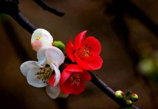 海棠花什么时候开花（揭秘海棠花开花时间及花期时长）