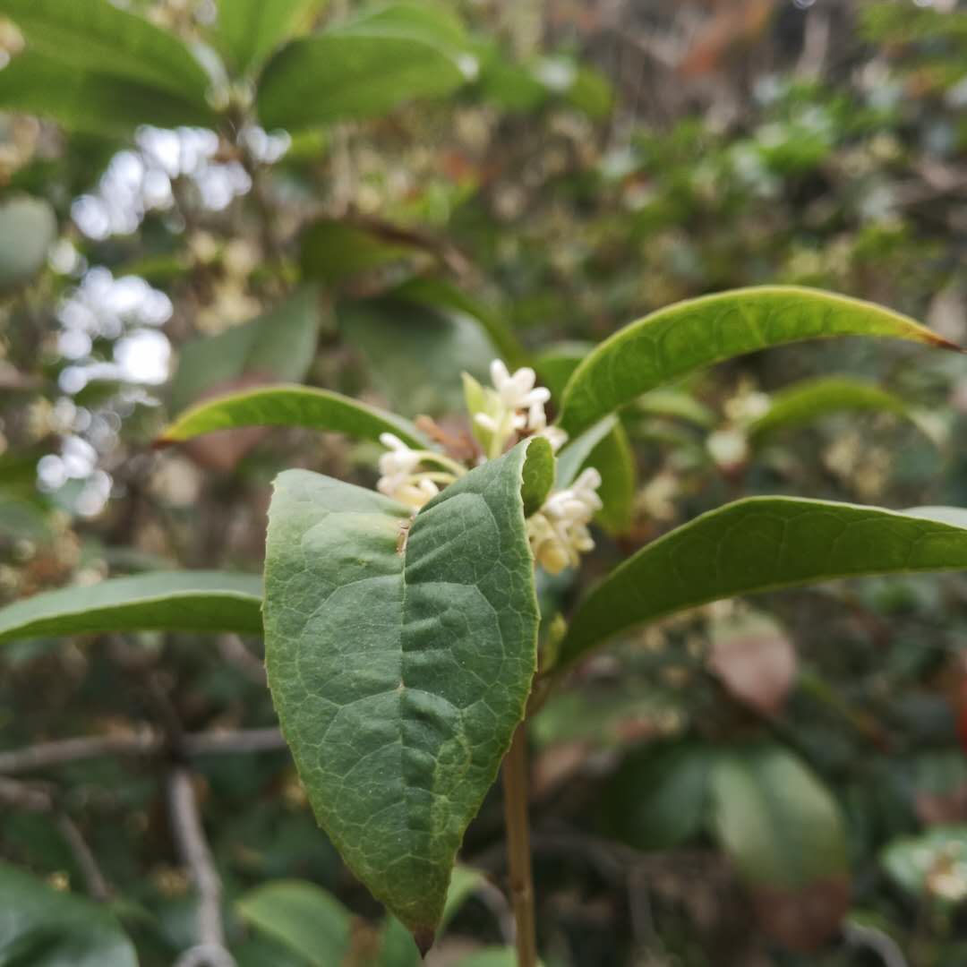 作文指导：学汪曾祺《昆明的雨》，在写景散文里，给人物一些镜头