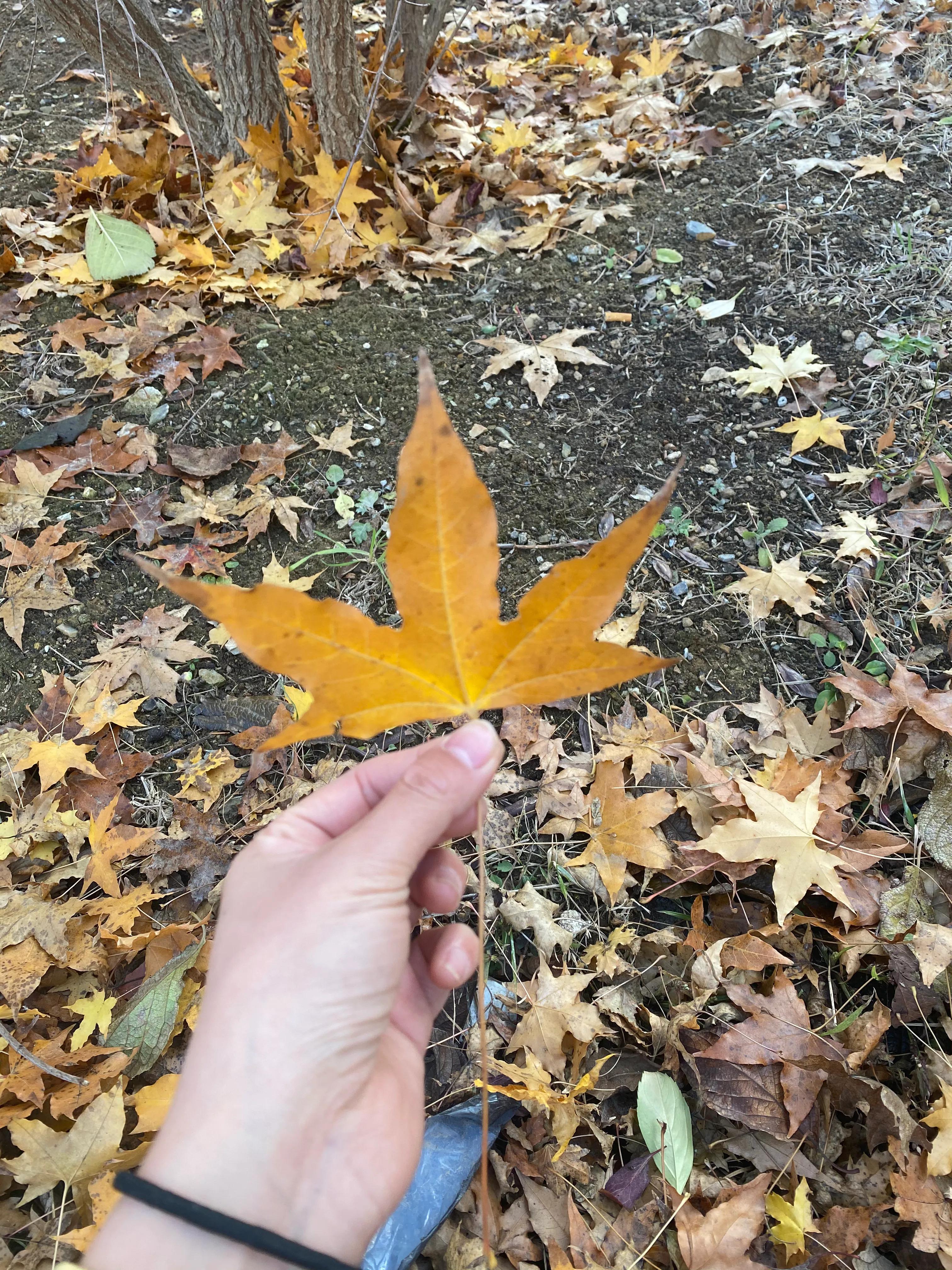 落叶随风飞舞的图片图片