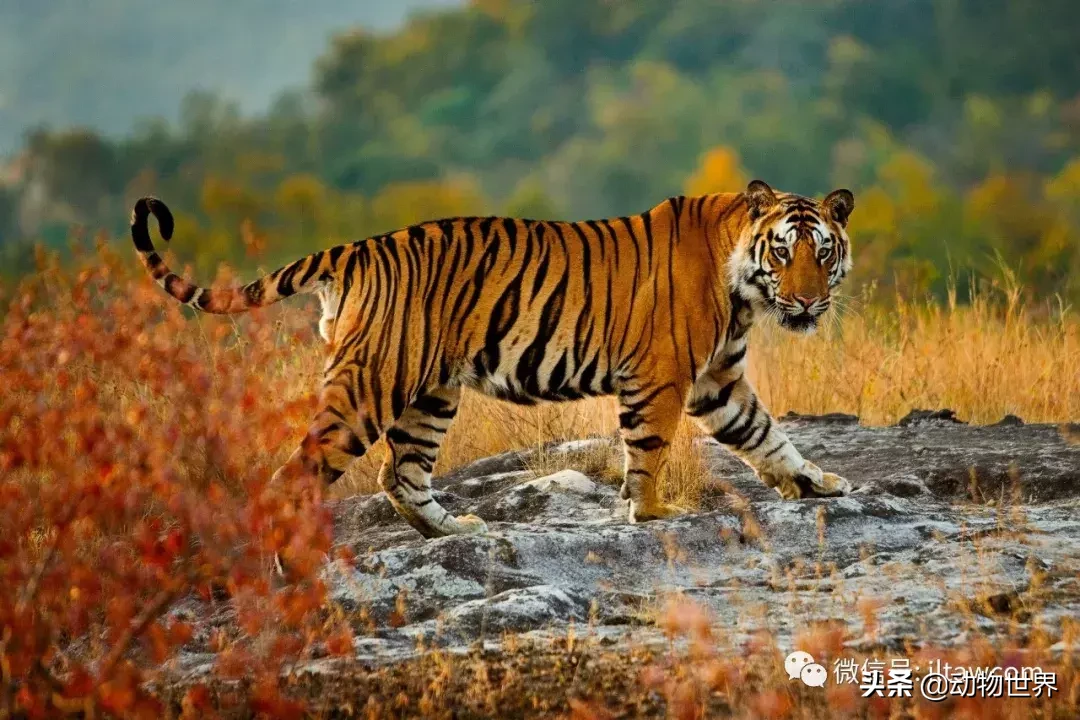 動物世界-豹的概述
