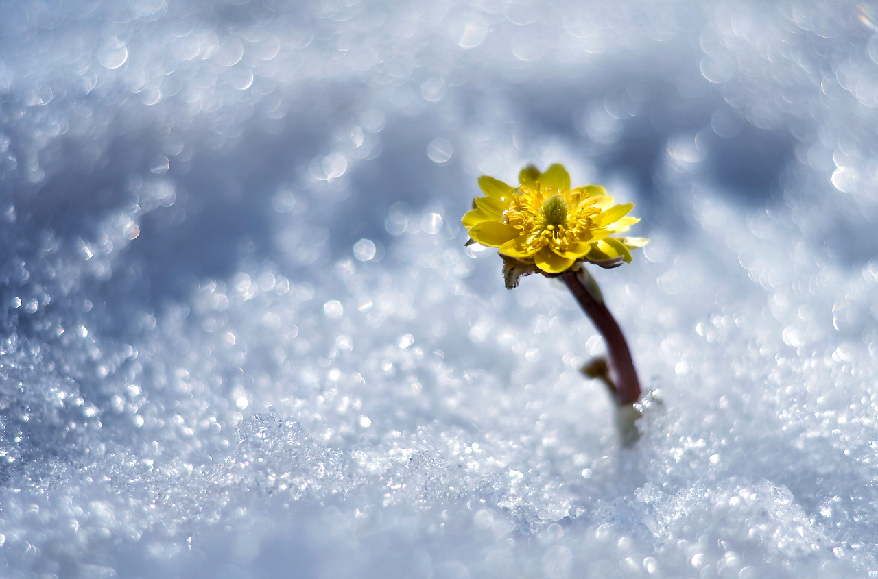 《点绛唇·冰凌花-松庐痴叟雪下生根,凌寒浓艳催开处.