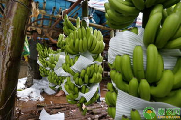 2020年香蕉价格多少钱一斤？香蕉种植利润及前景分析