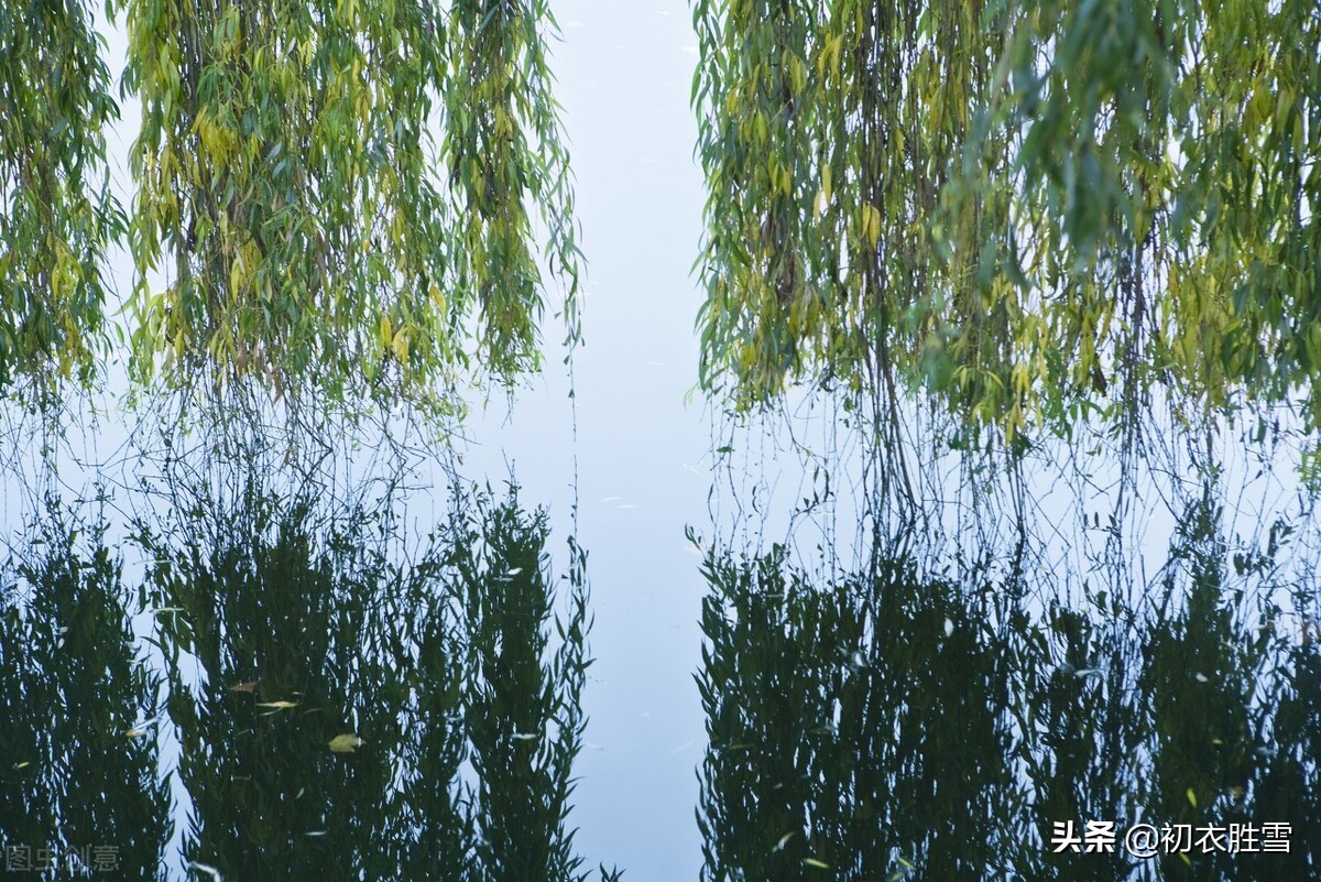 夏柳诗词七首，柳叶翻风罗带绿，柳丝和叶卧清流