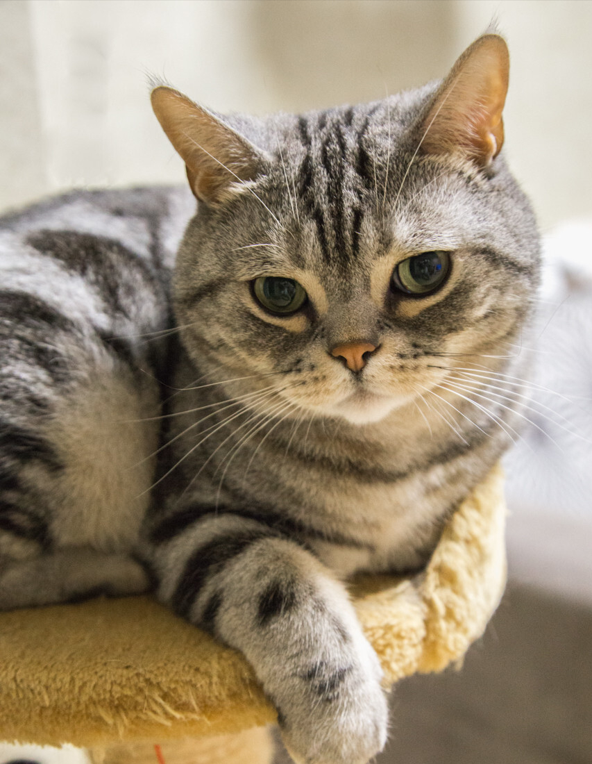这7大"常见"的猫咪品种,可爱又迷人,你养过哪种?