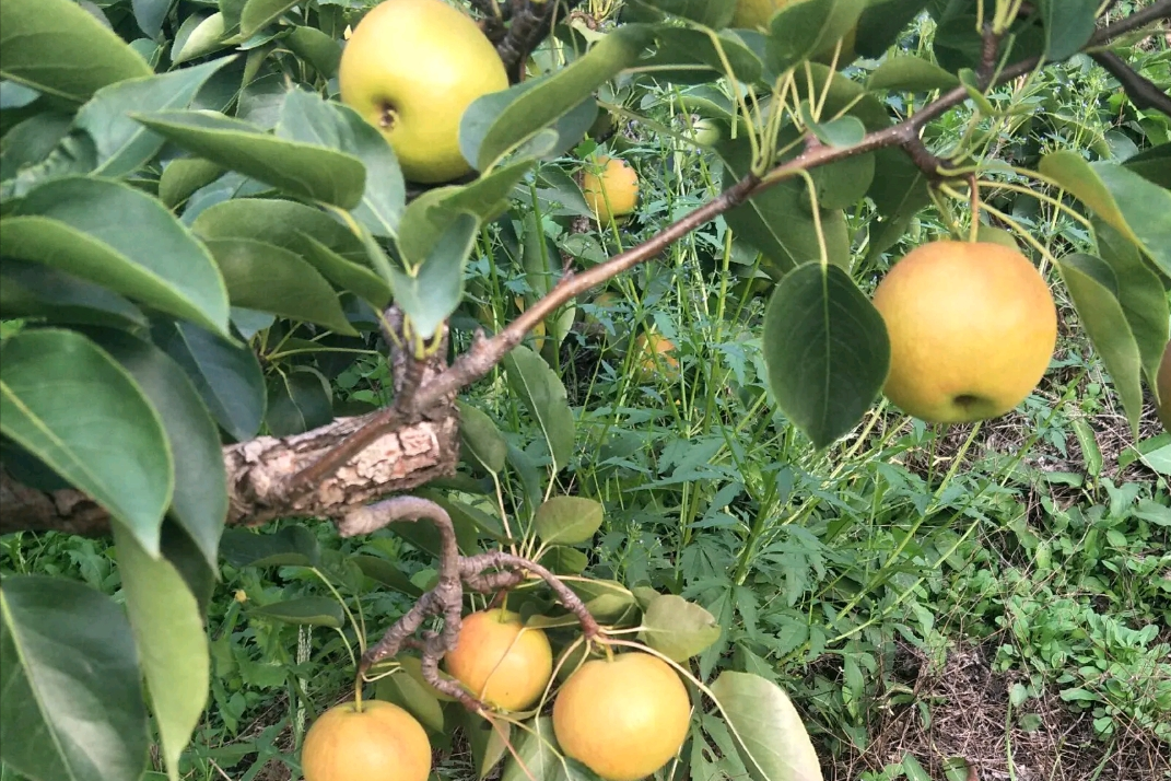 辽宁农村老人发现一棵碗口粗的梨树,百年繁衍数千万棵,造福后代