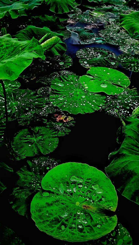 「诗词鉴赏」梅雨季节​，一起欣赏美丽的梅雨诗词