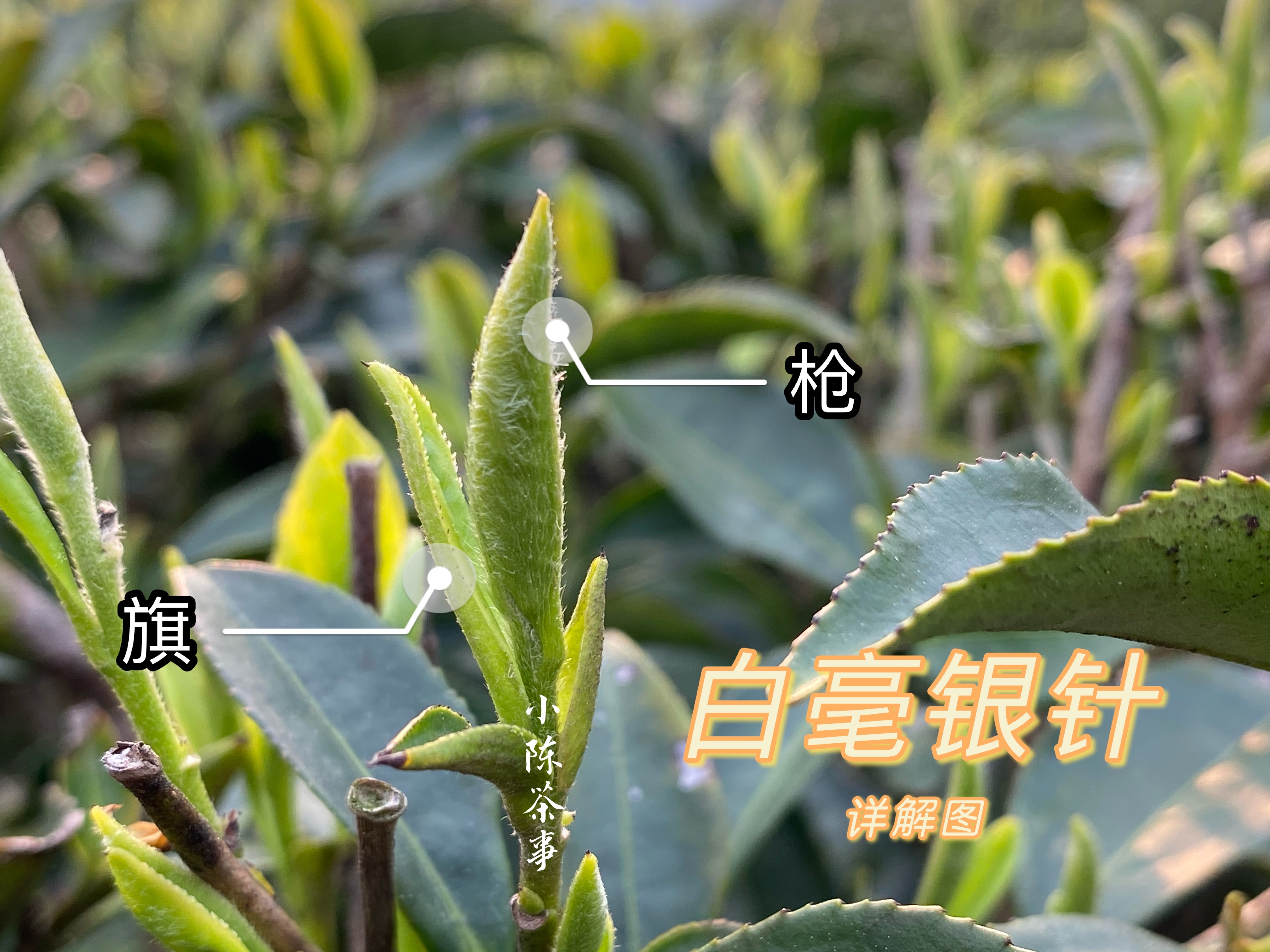 饼茶没有散茶好，寿眉不值钱，10个白茶偏心语录，你中了几个？