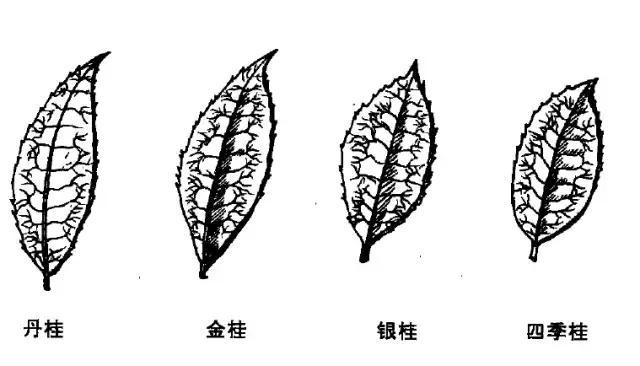 丹桂、金桂、银桂、四季桂，哪个最香？你闻的桂花是什么桂花？