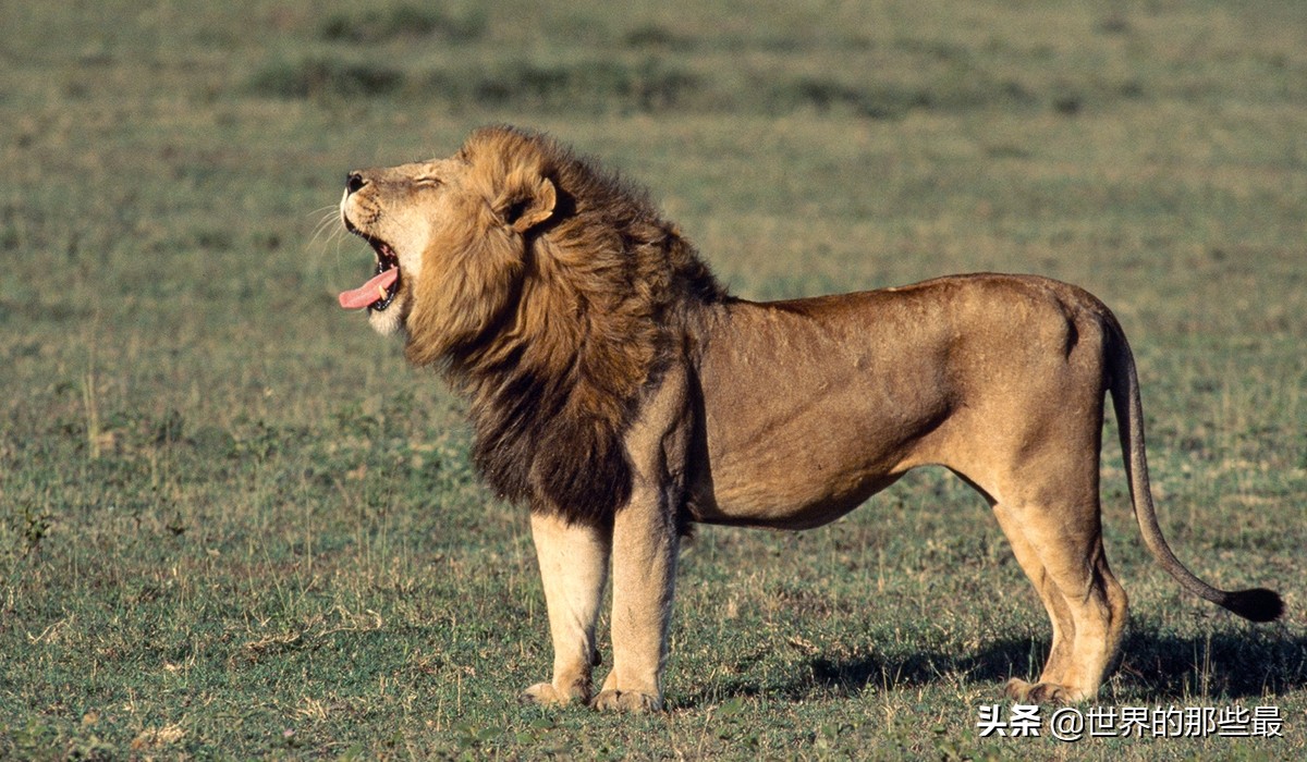 雄狮长有茂密的鬃毛,虽然霸气,但至少会比老虎多出3个缺点