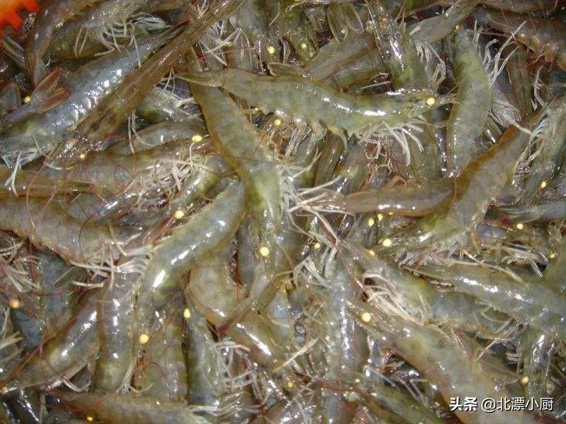 海虾主要品种图片