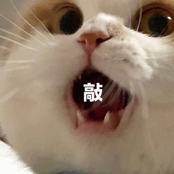 猫咪表情包合集王八蛋