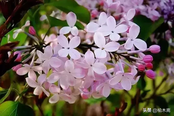 赞美丁香花的优雅诗句(十首丁香花的优美古诗词赏析)