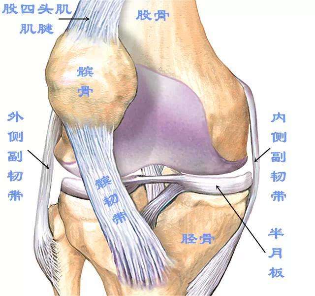 髌骨脱位能不能保守治疗？医生：这种类型才可以，4点要注意