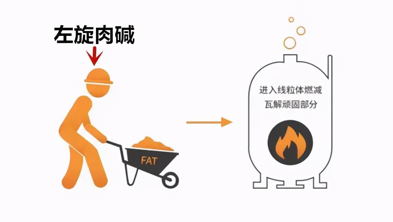 内有图片，可收藏，减肥期间蔬菜选择，本期干货分享