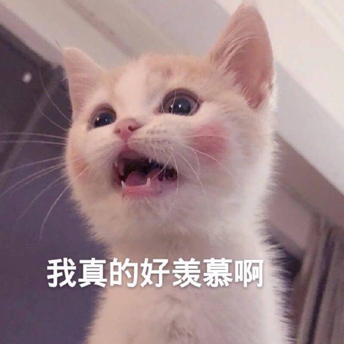 猫咪表情包合集｜我不和你天下第一好了