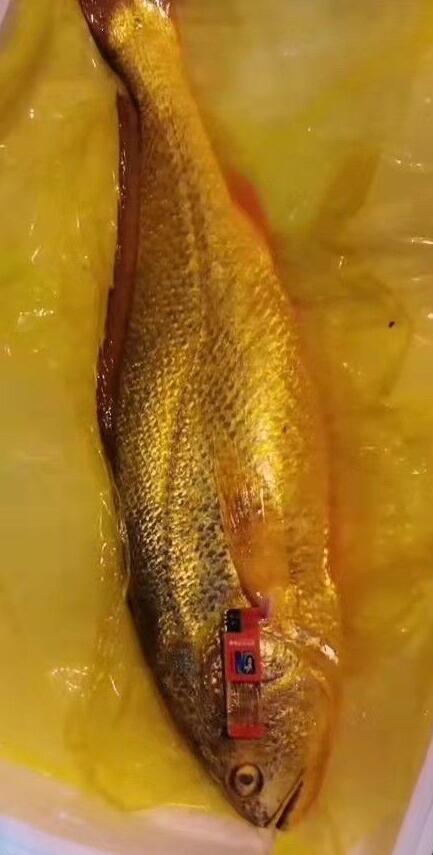 野生大黃魚為什么這么貴,