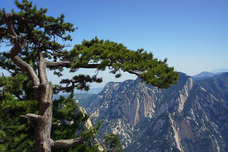 鹧鸪天-咏华山松