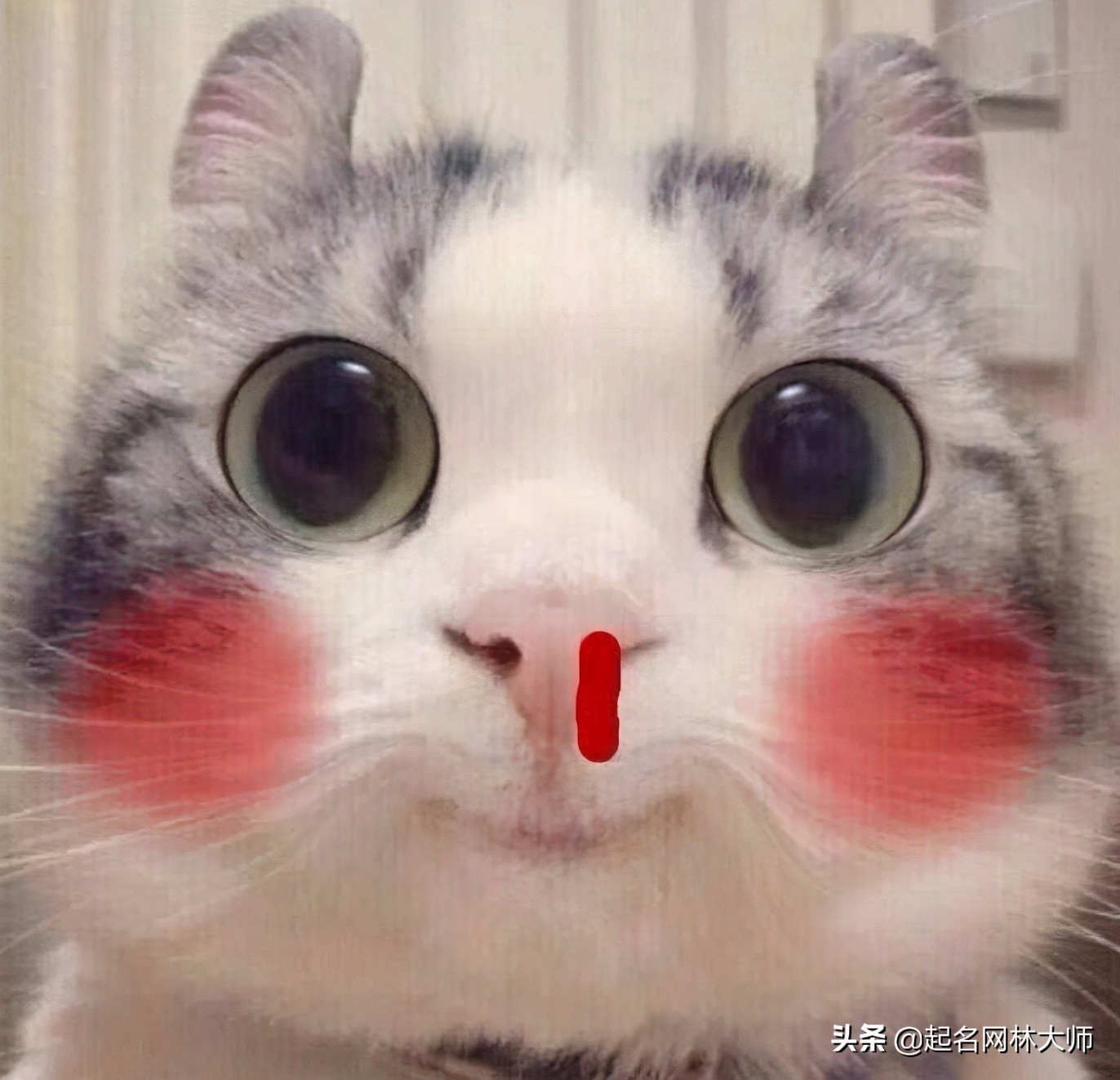宠物猫咪名称大全，不同品种叫法不同，你叫对了吗？