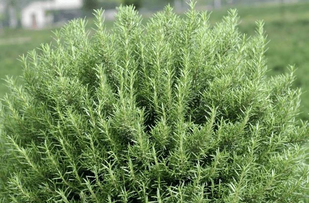 人养花，花亦滋养着人！100种室内盆栽花草图鉴，有您喜欢的吗？
