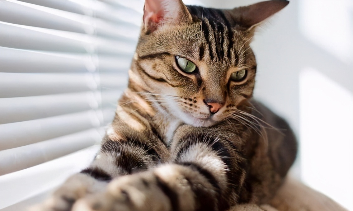 寿命最长的猫（知识科普最长寿的6种猫咪）