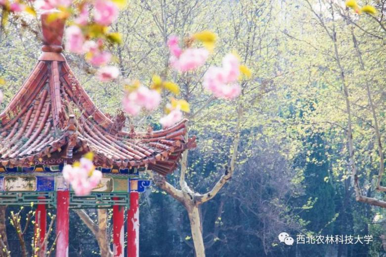 陕西这所985高校：2个学科稳居ESI全球前1‰，走出19位两院院士