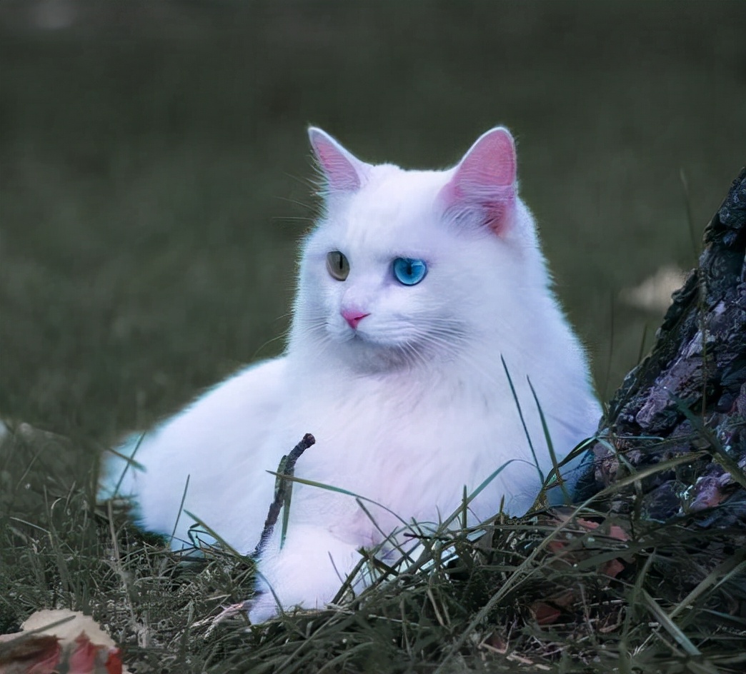 中华田园猫丨狮子猫