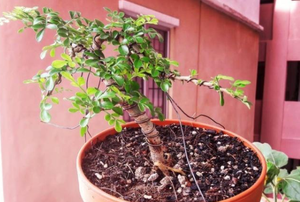 胡椒木盆栽养殖方法（胡椒木盆景的5个养护技巧）