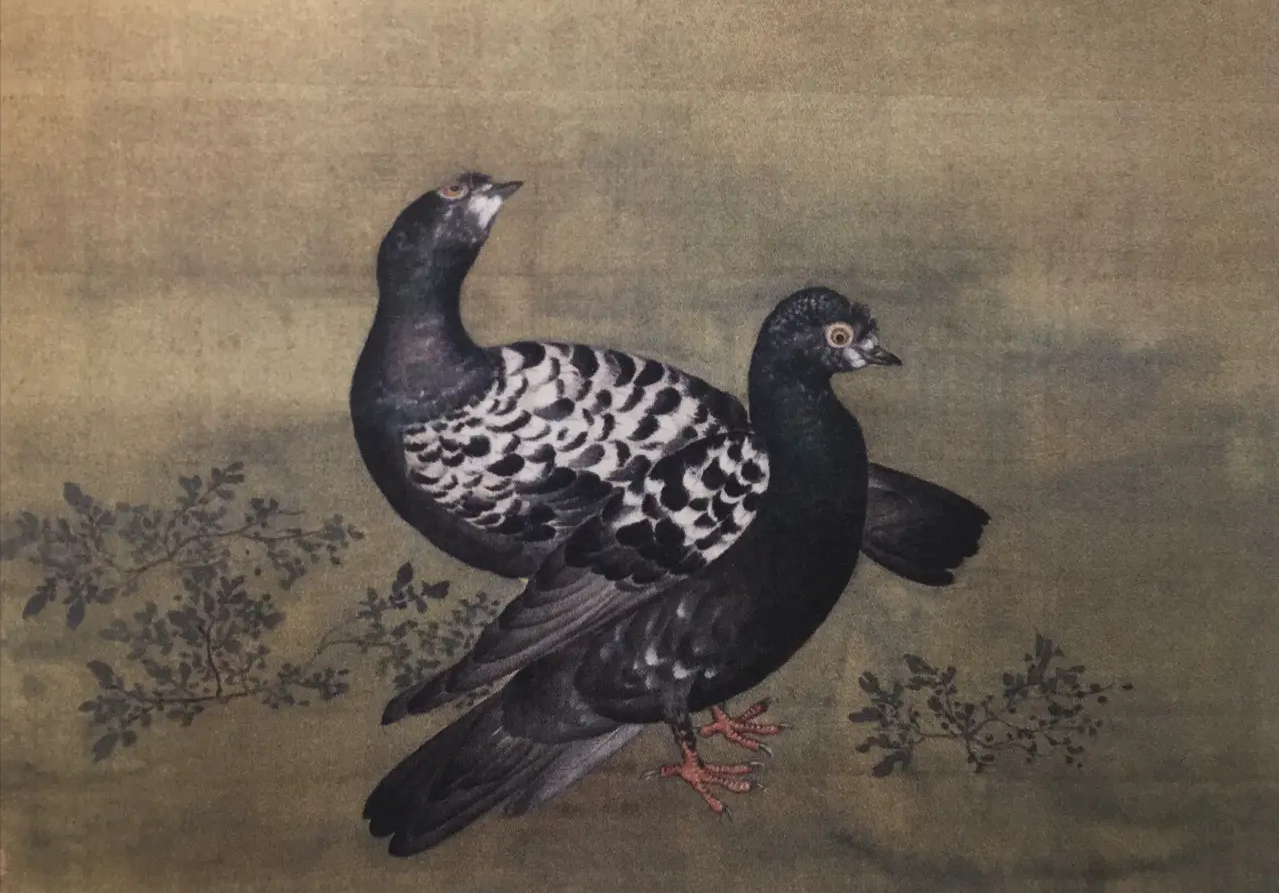 观赏鸽品种排名：十大异色反目当优品种鉴赏