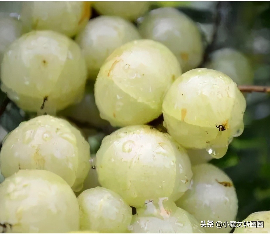终于拔草了传说中的霸气玉油柑,感觉很酸爽