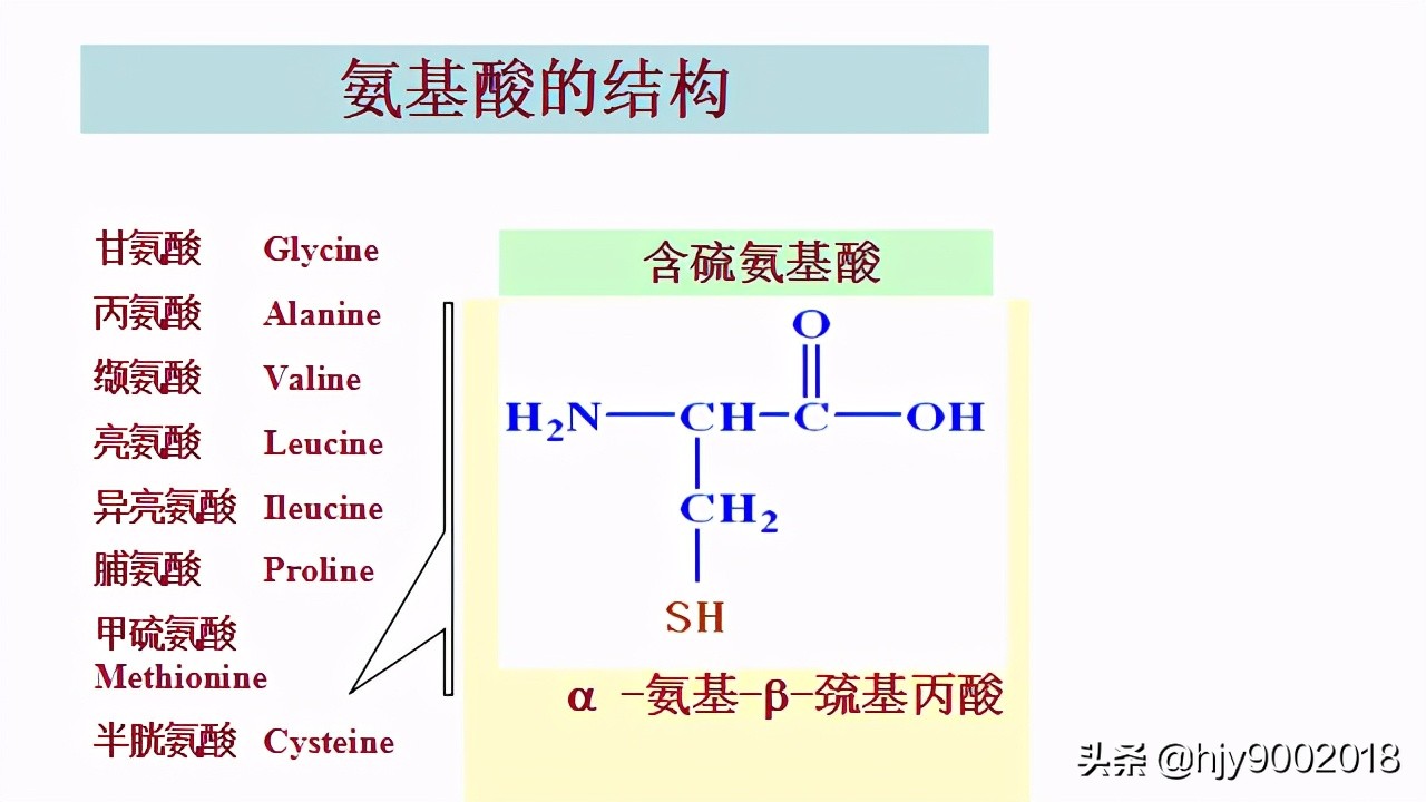 蛋白质的化学组成