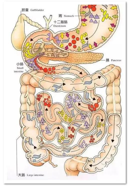 人进食到排便过程图图片