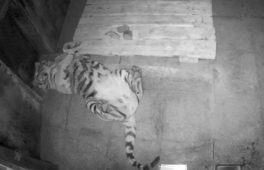 ​25天，进村东北虎完达山一号放归山林，重回自然还会回来吗？