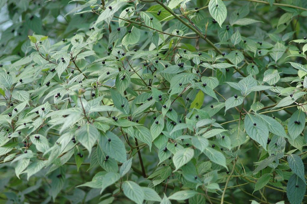 奇特植物“叶上珠”,开花和结果都在树叶上完成,我国有全部种类