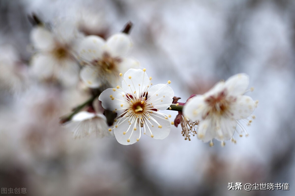 一首很伤感的咏梅诗，不仅写出了梅花的个性，同时还句句有深意