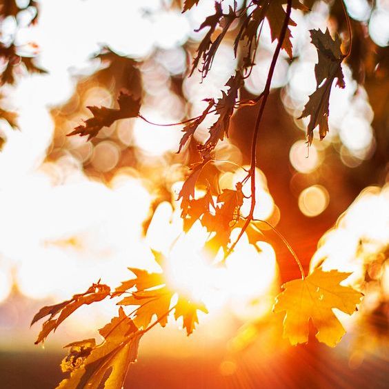 疫情当前:你和三月,都是春天(情感|心灵鸡汤)