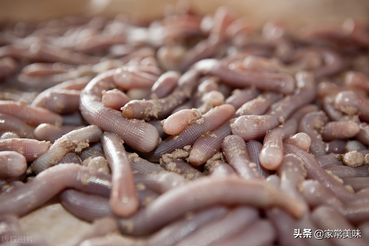 沙虫是什么(它是湛江人心中的上等特色美食)