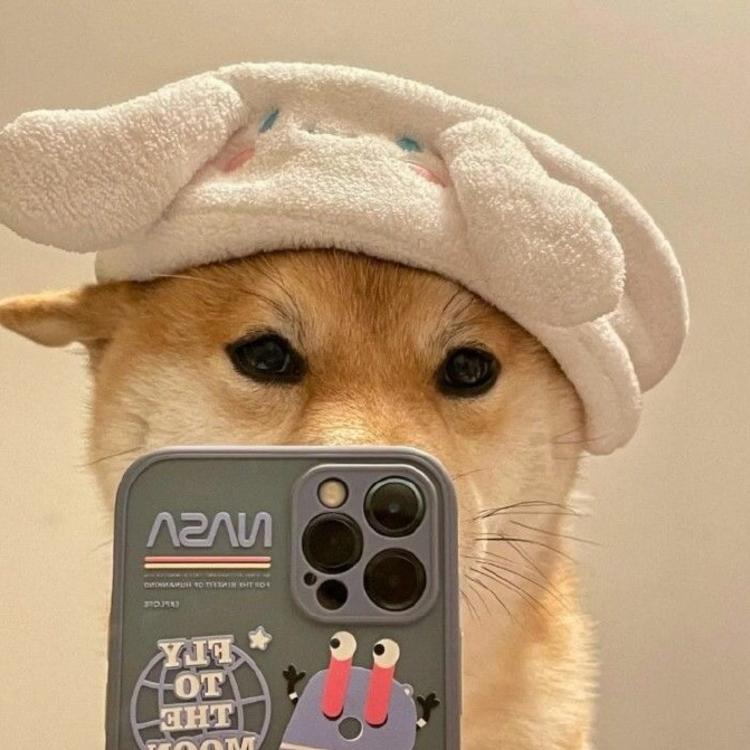 蠢萌的柴犬头像～ 小可爱们请注意接收～ 别忘了点赞噢